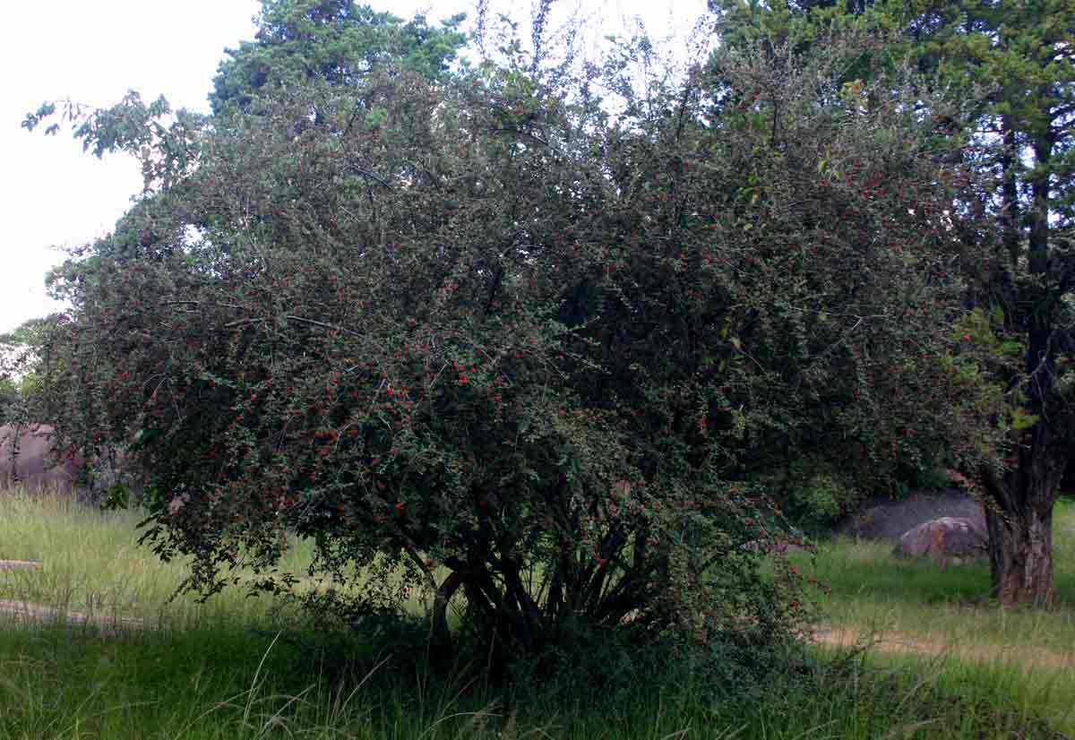 Cotoneaster pannosus