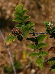 Rubus niveus