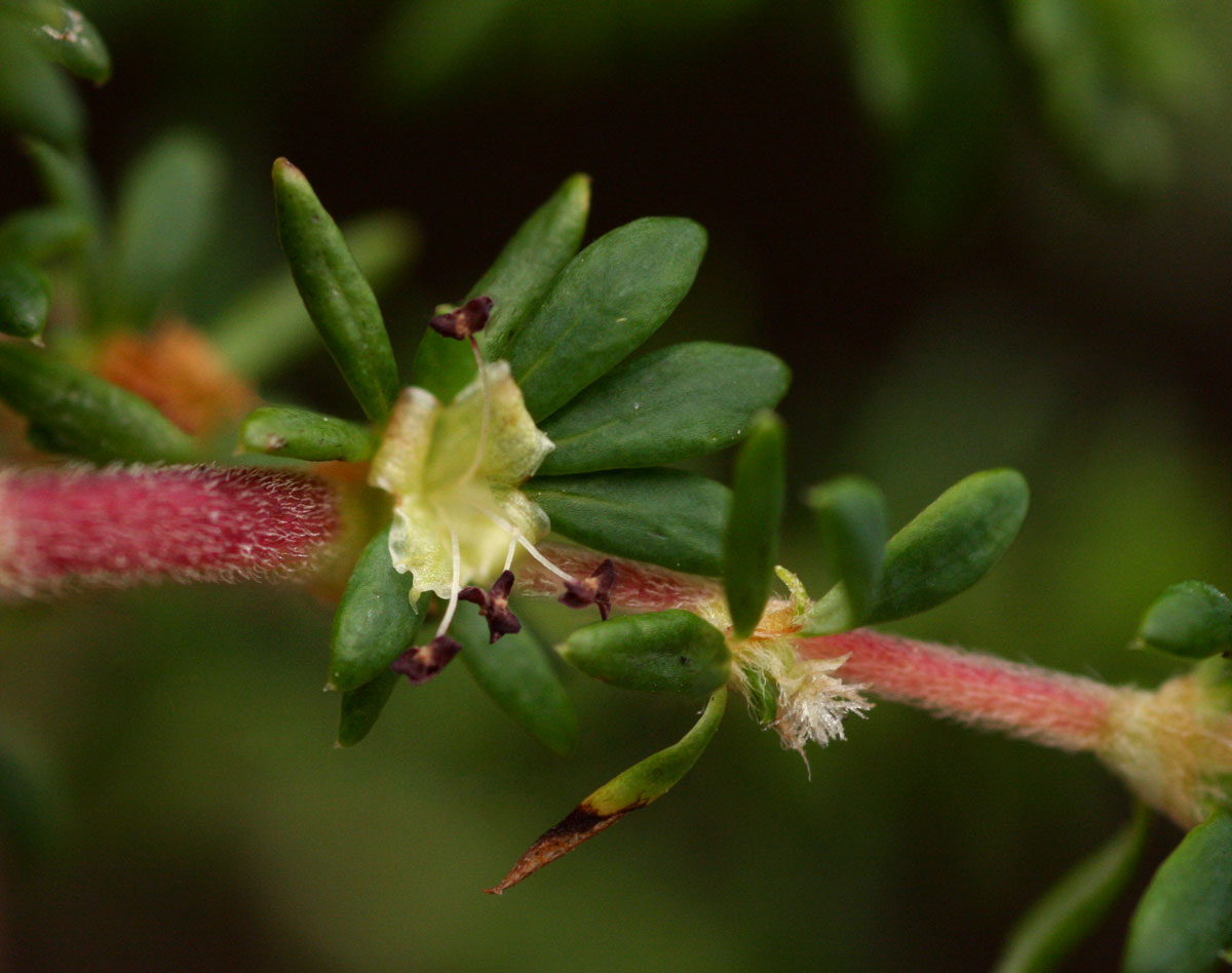 Cliffortia serpyllifolia