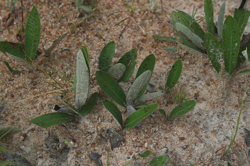 Parinari capensis subsp. capensis