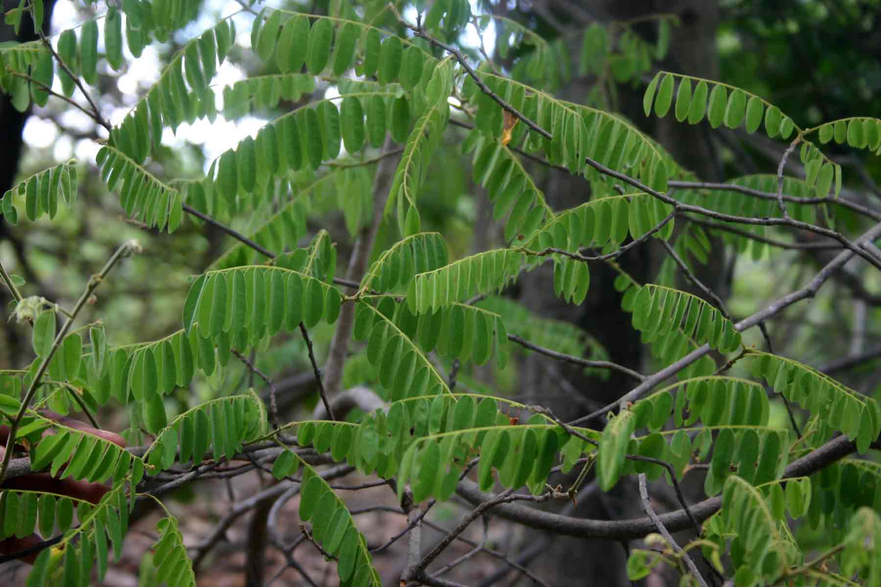Rourea orientalis