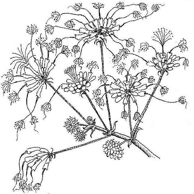 Albizia adianthifolia