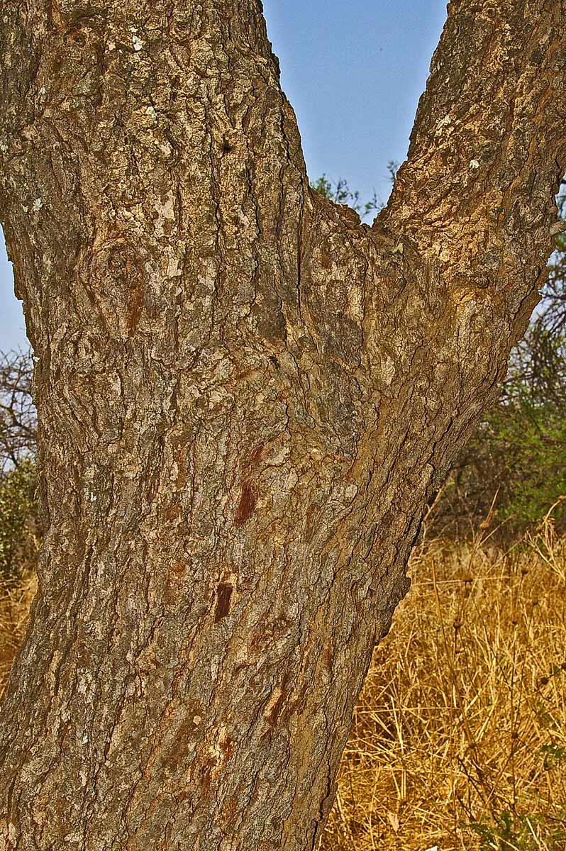 Albizia amara subsp. sericocephala