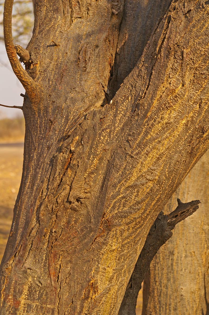 Albizia brevifolia Albizia brevifolia
