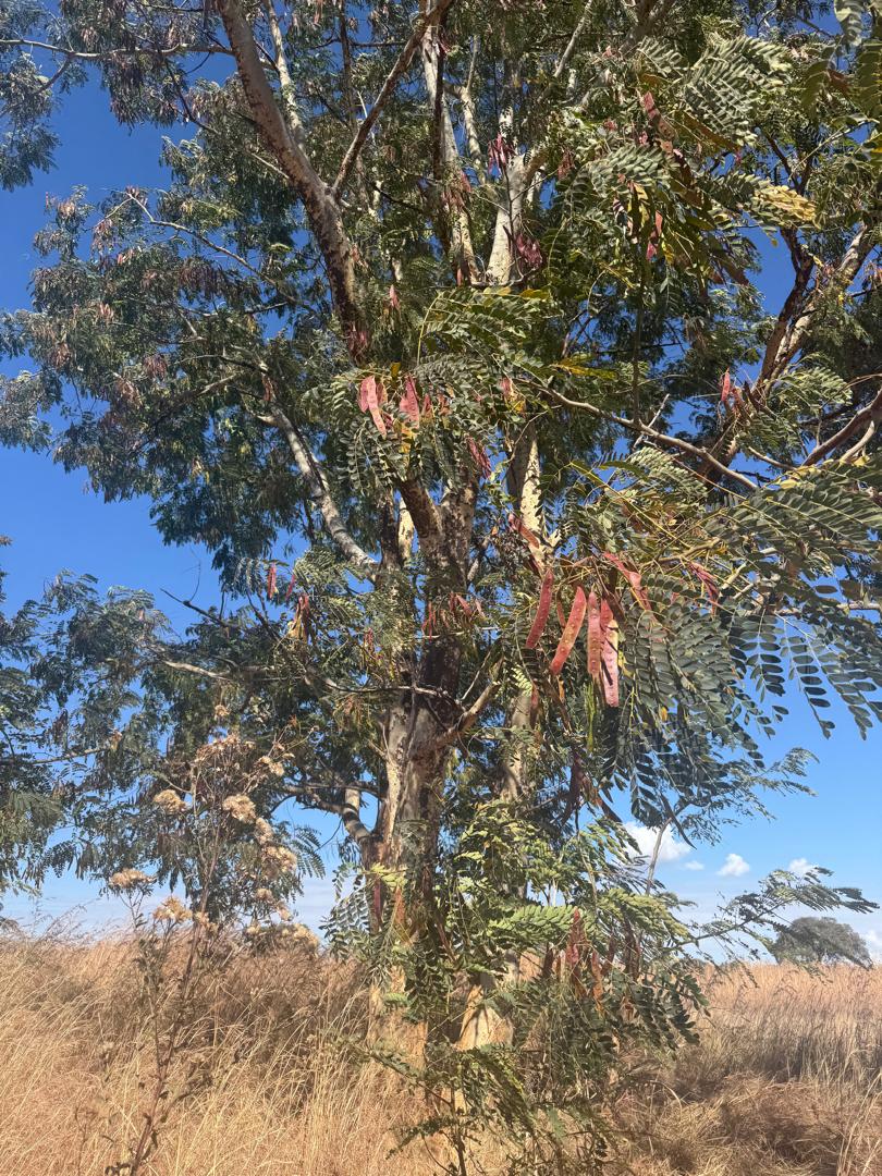 Albizia procera Albizia procera