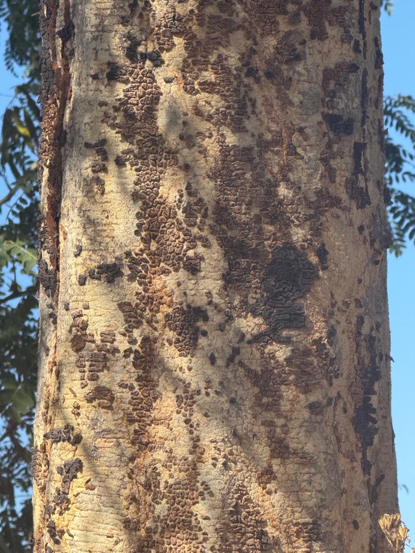 Albizia procera Albizia procera