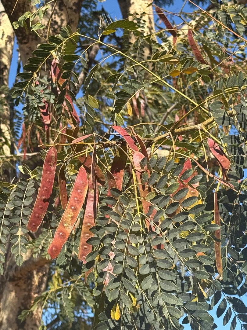 Albizia procera Albizia procera