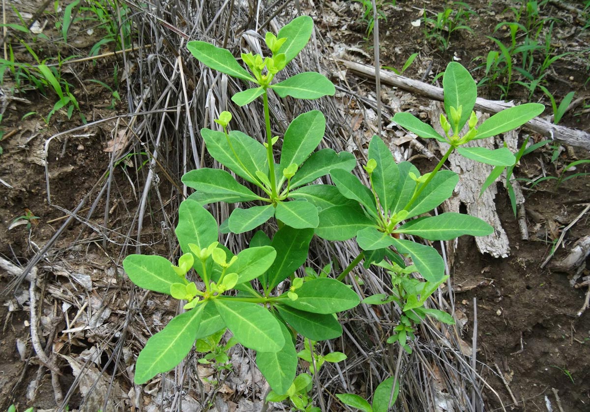 Euphorbia goetzei