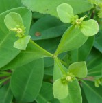 Euphorbia goetzei