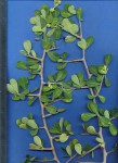 Euphorbia cuneata subsp. cuneata