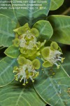 Euphorbia cuneata subsp. cuneata