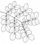 Albizia versicolor
