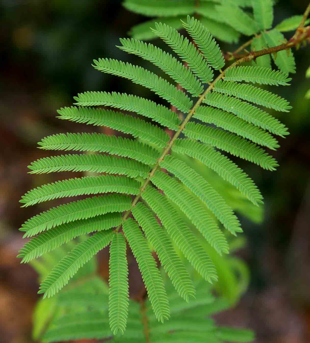 Acacia adenocalyx
