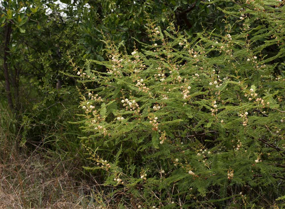 Acacia arenaria