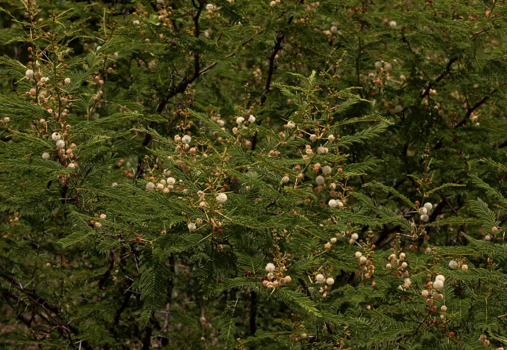 Acacia arenaria