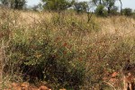 Acacia chariessa