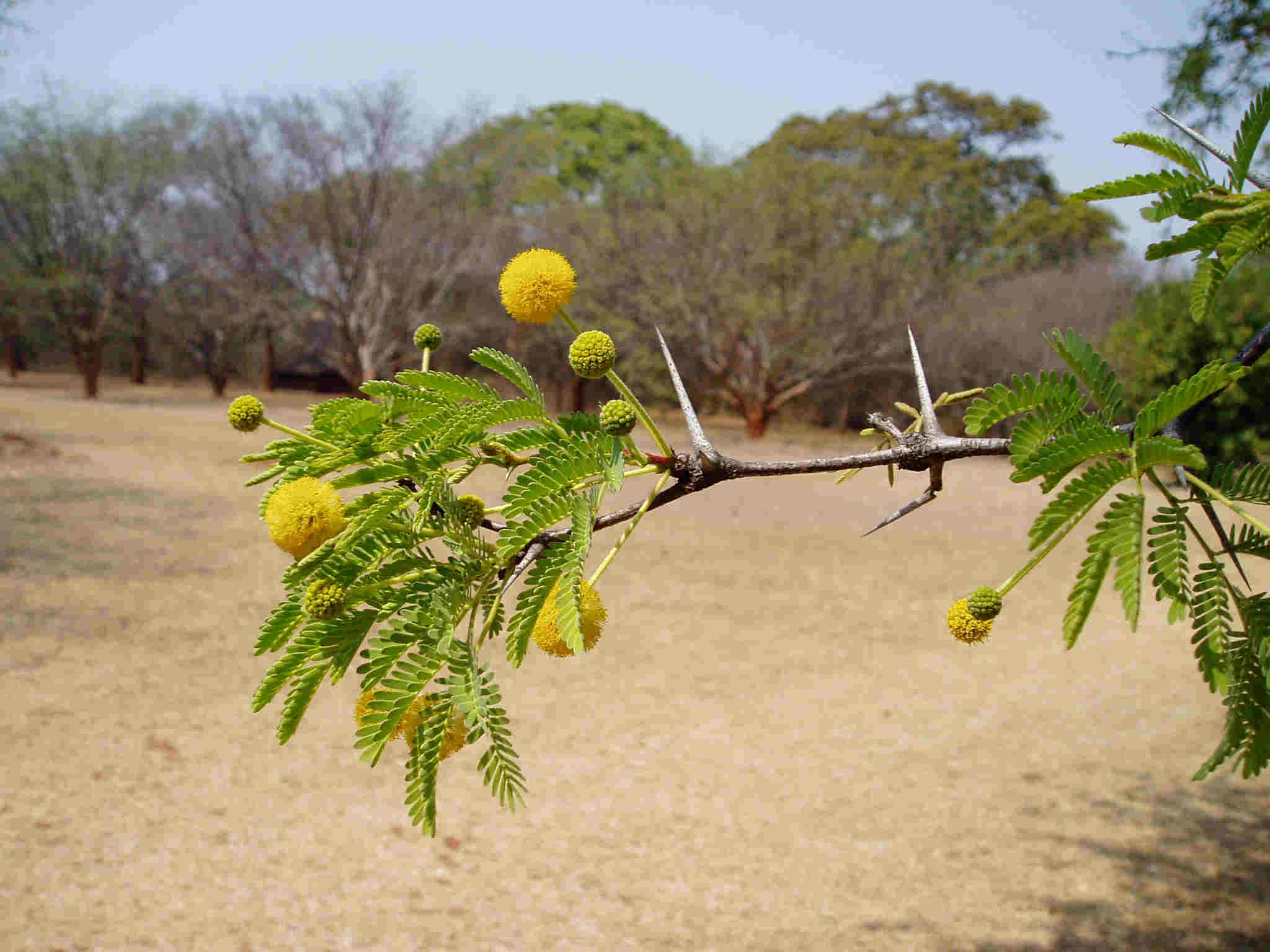 Flora of Zambia: Species information: individual images: Acacia erioloba