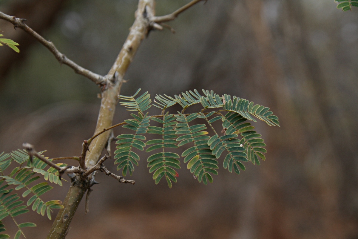 Acacia erubescens