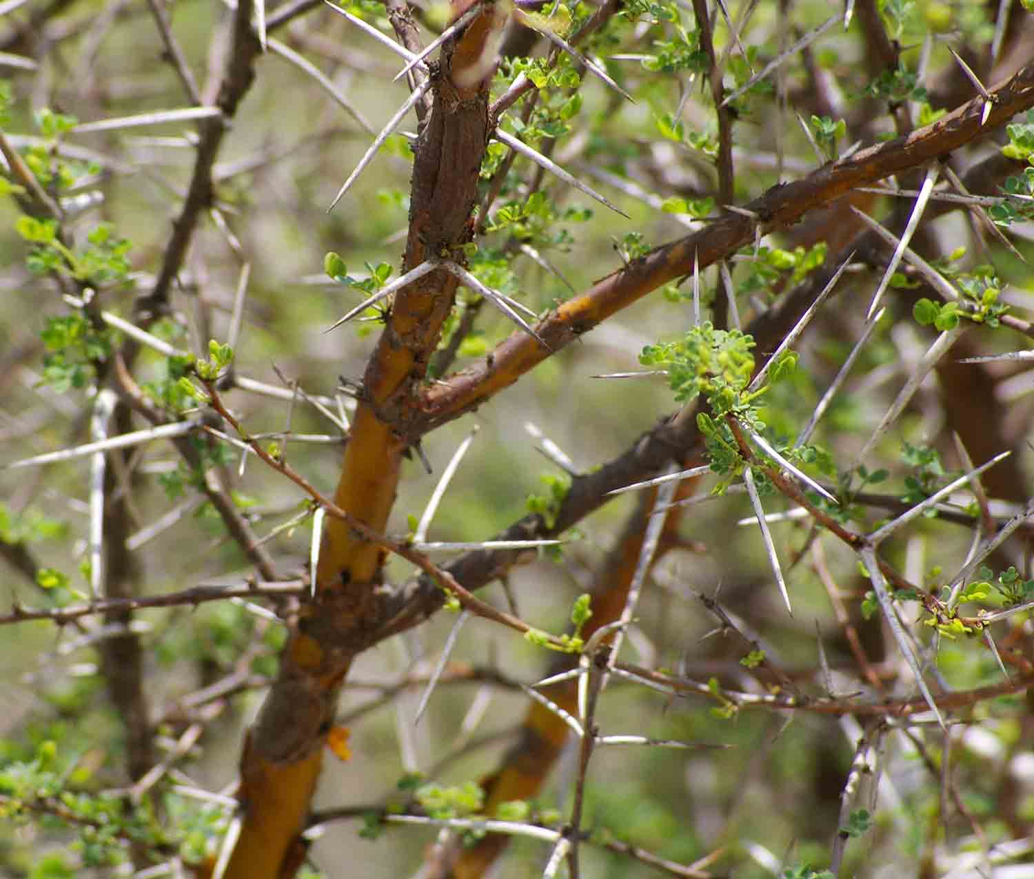 Acacia exuvialis