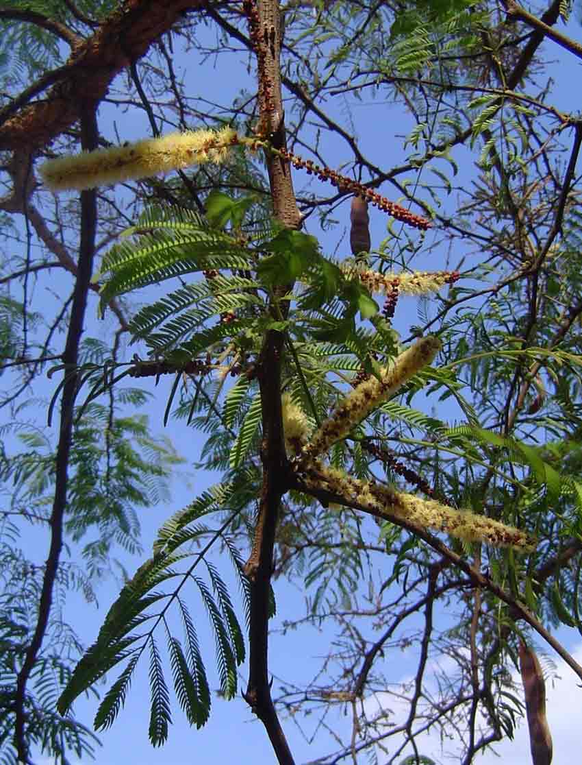 Acacia galpinii