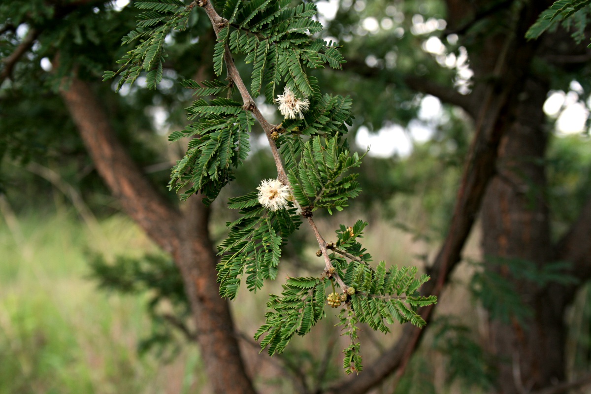 Acacia gerrardii var. gerrardii
