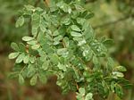 Acacia goetzei subsp. goetzei