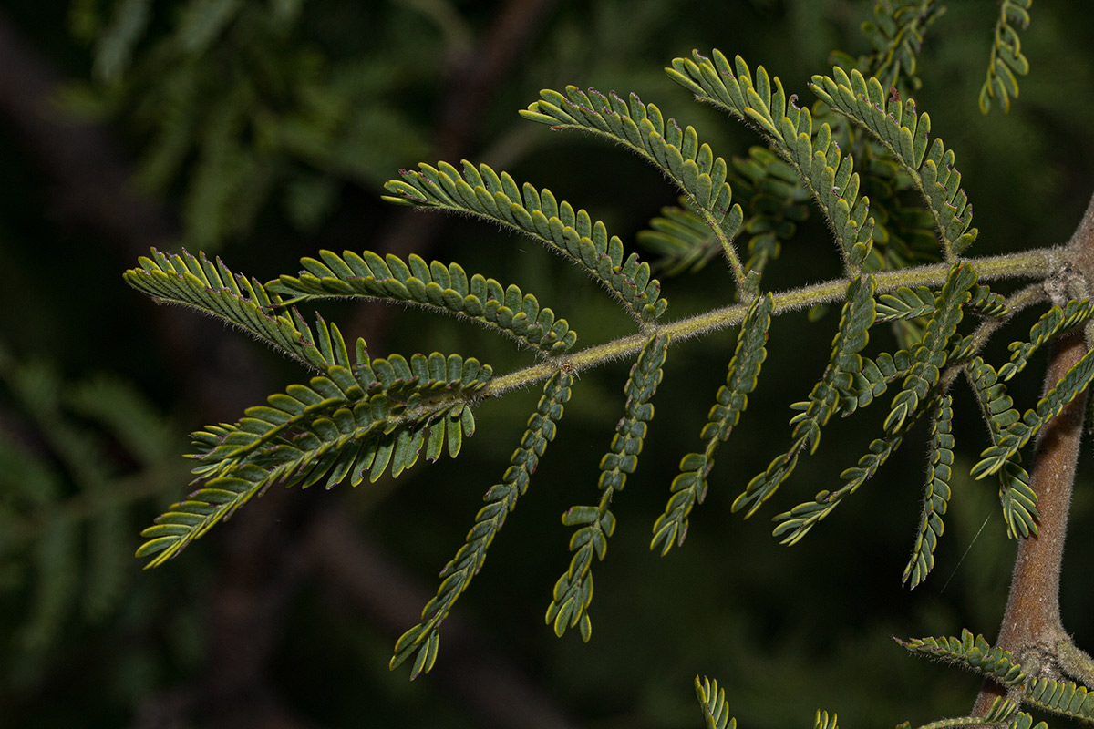 Acacia hebeclada subsp. chobiensis