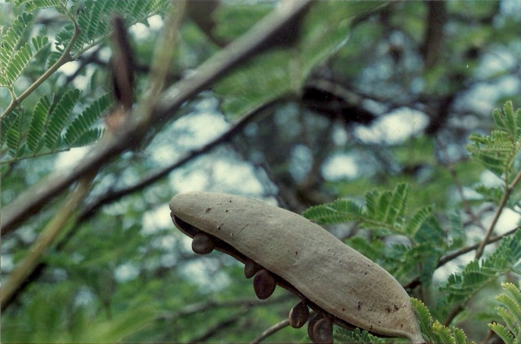 Acacia hebeclada subsp. chobiensis