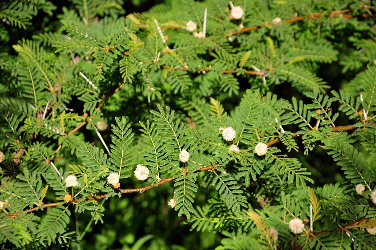 Acacia kirkii subsp. kirkii var. kirkii