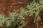Acacia mellifera subsp. detinens