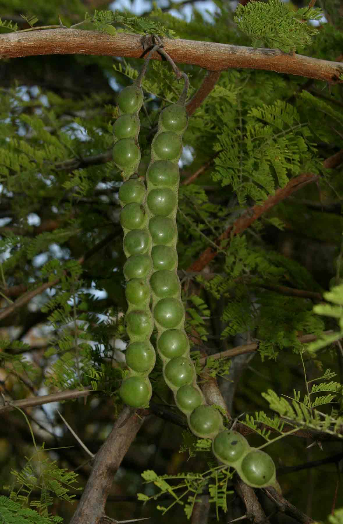 Acacia nilotica subsp. kraussiana