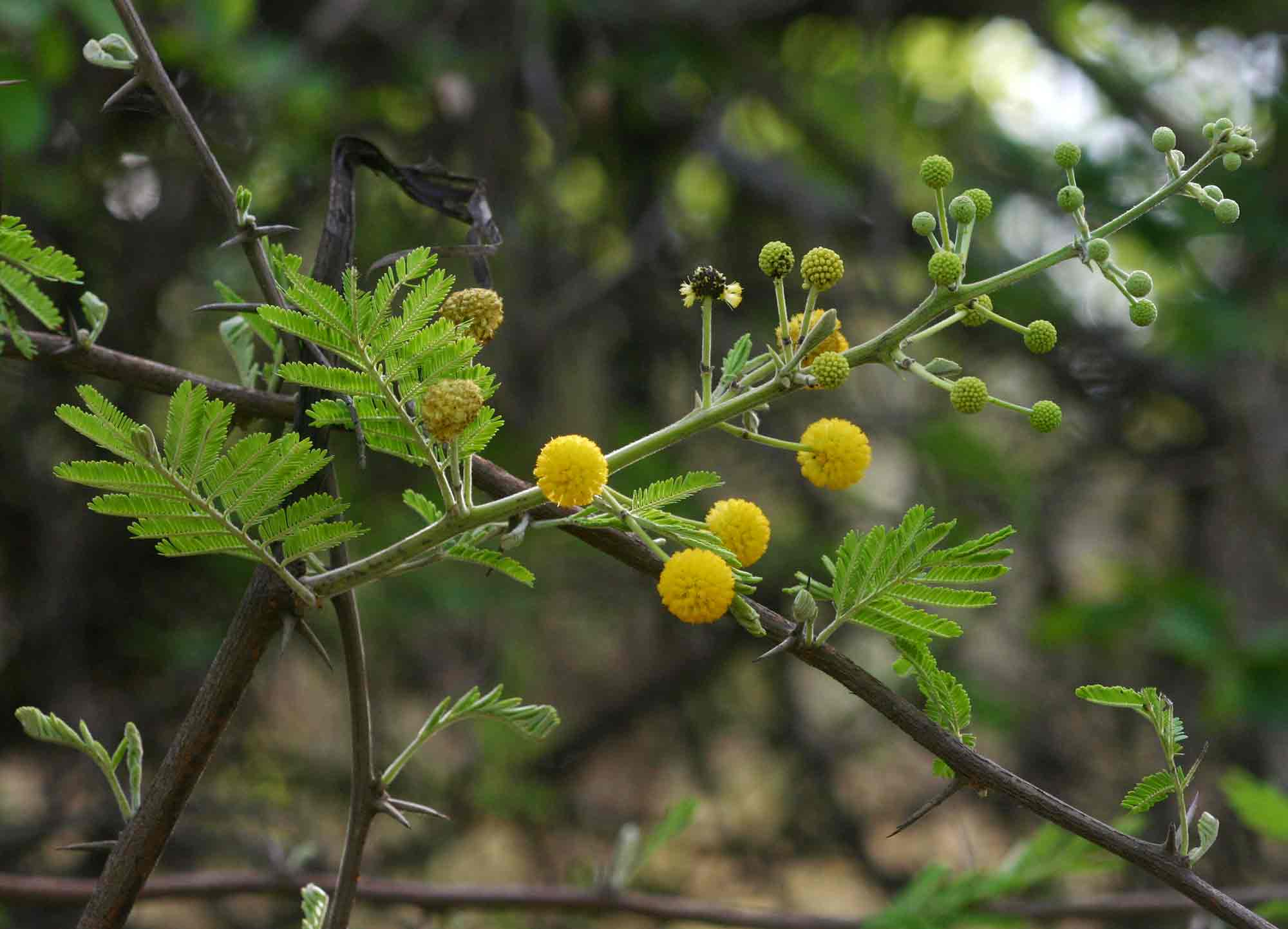 Acacia nilotica subsp. kraussiana