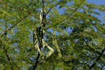Acacia nilotica subsp. kraussiana