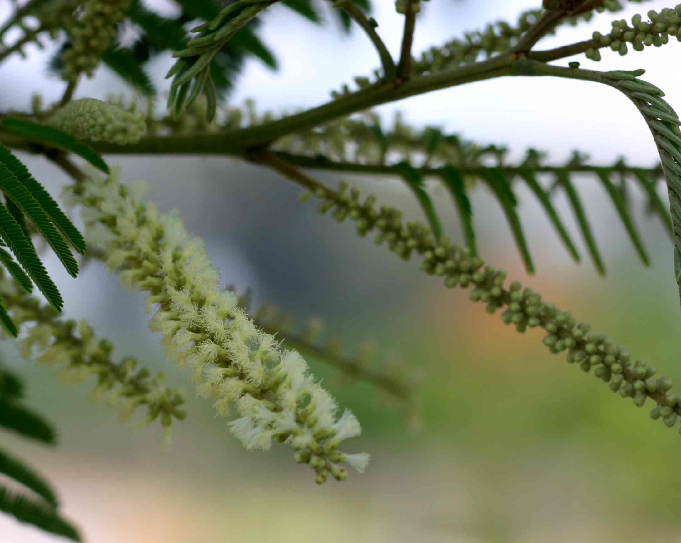 Acacia polyacantha subsp. campylacantha