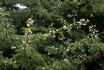 Acacia robusta subsp. clavigera