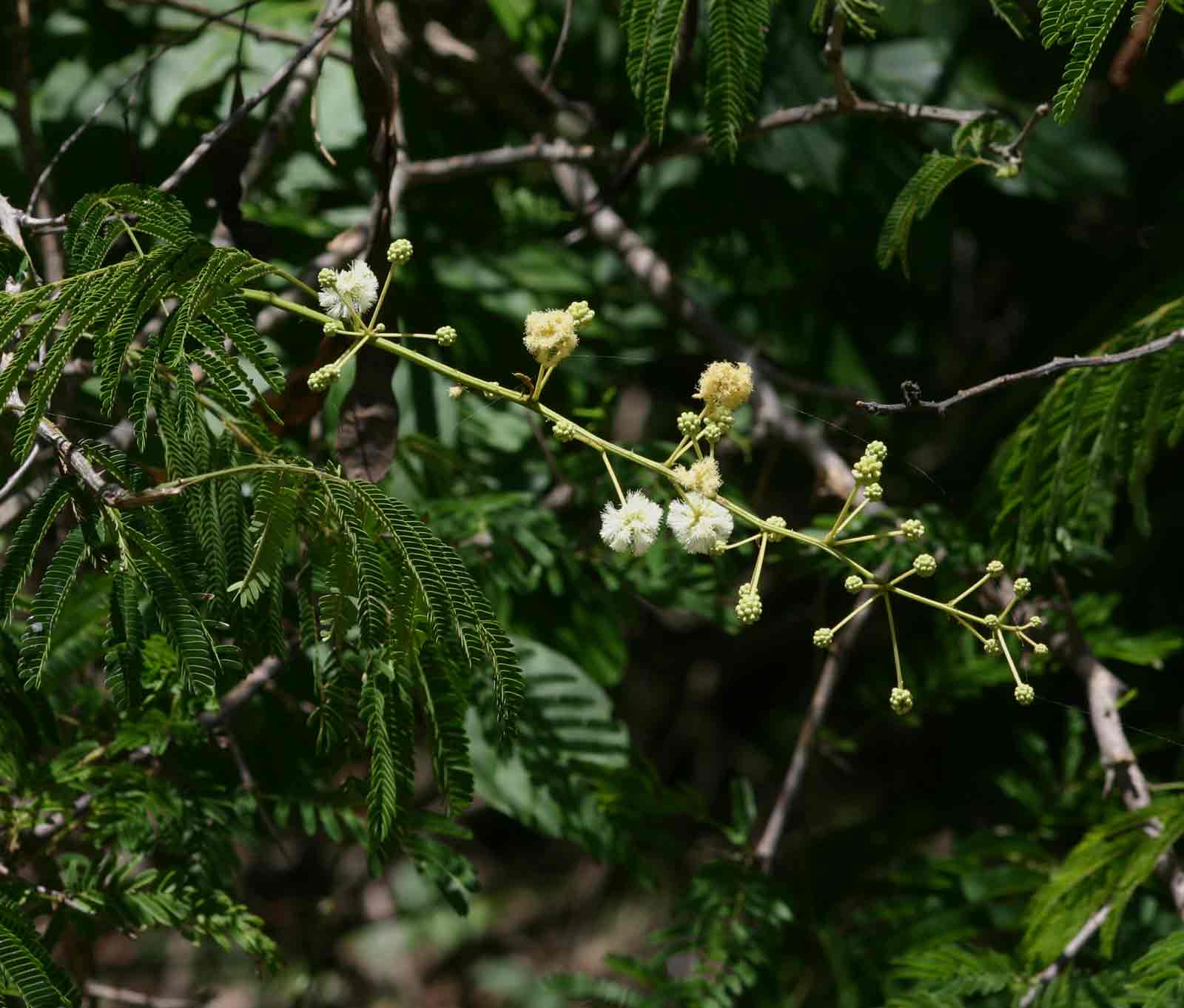 Acacia schweinfurthii