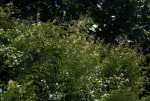 Acacia schweinfurthii