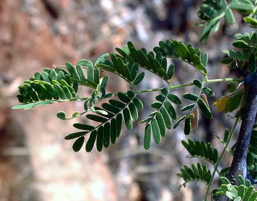Acacia senegal var. leiorhachis