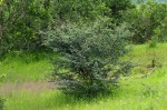 Acacia senegal var. leiorhachis