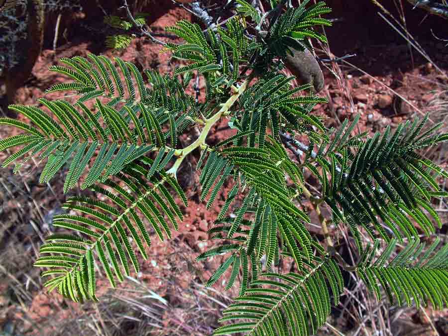 Acacia sieberiana var. woodii