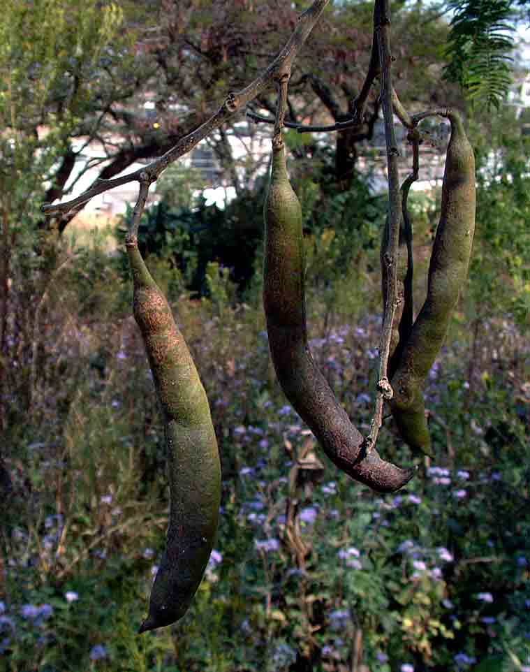 Acacia sieberiana var. woodii