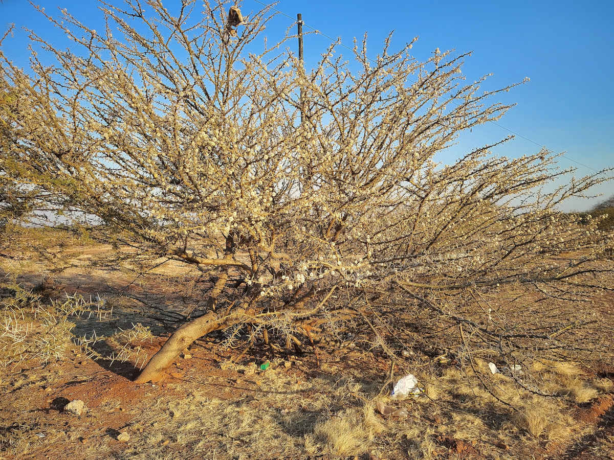 Acacia stuhlmannii Acacia stuhlmannii