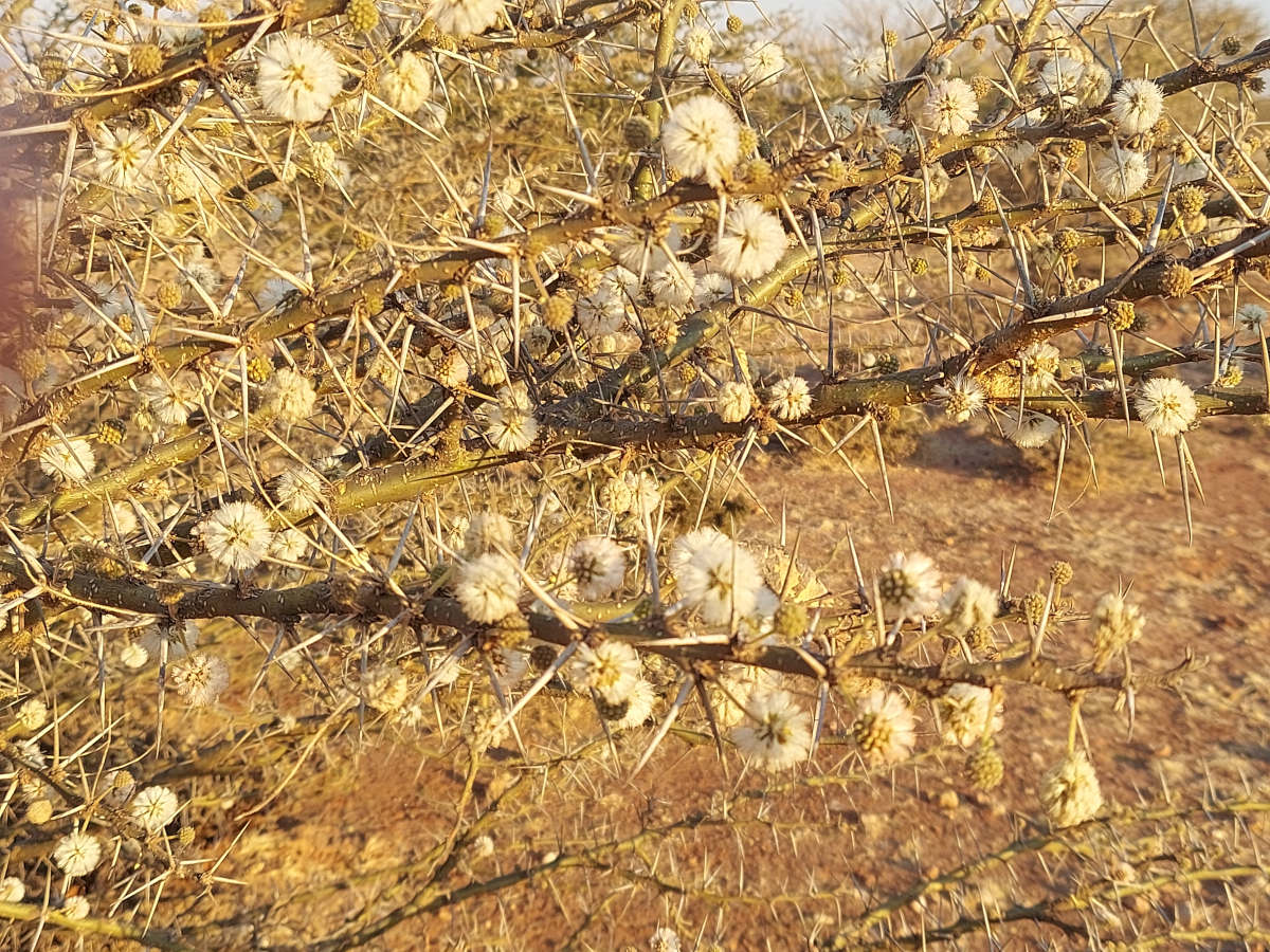 Acacia stuhlmannii Acacia stuhlmannii