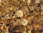 Acacia stuhlmannii