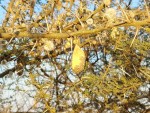 Acacia stuhlmannii