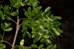 Acacia welwitschii subsp. delagoensis
