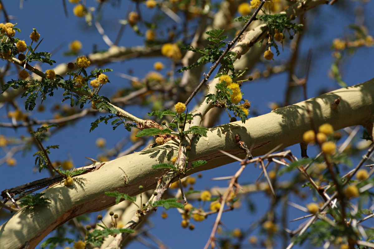 Acacia xanthophloea