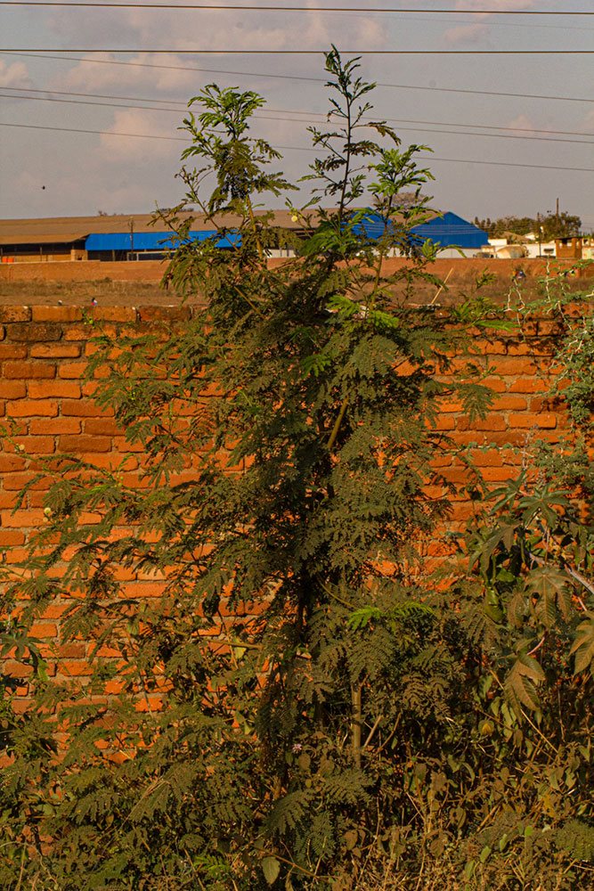 Leucaena leucocephala
