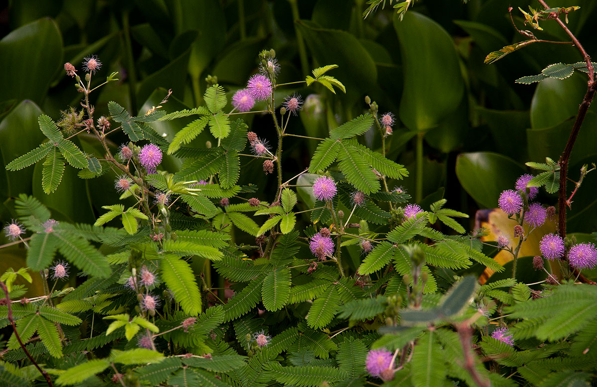 Mimosa pudica