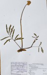 Neptunia oleracea